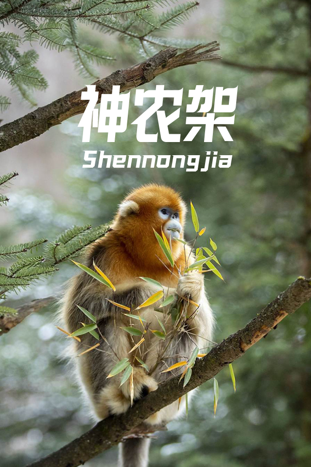 神农架